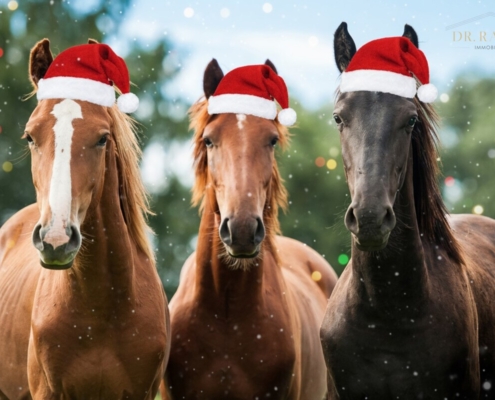 Pferde Weihnachtsfoto