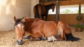 Pferde im Stall