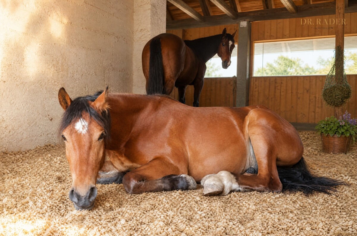 Pferde im Stall