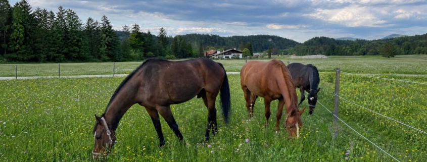 Pferde auf der Wiese